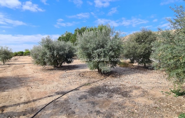 Revente - Villa - Orihuela - Inland