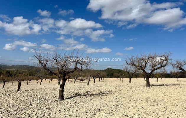 Revente - Land - Bullas - Inland