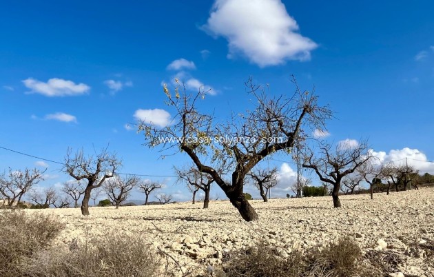 Revente - Land - Bullas - Inland