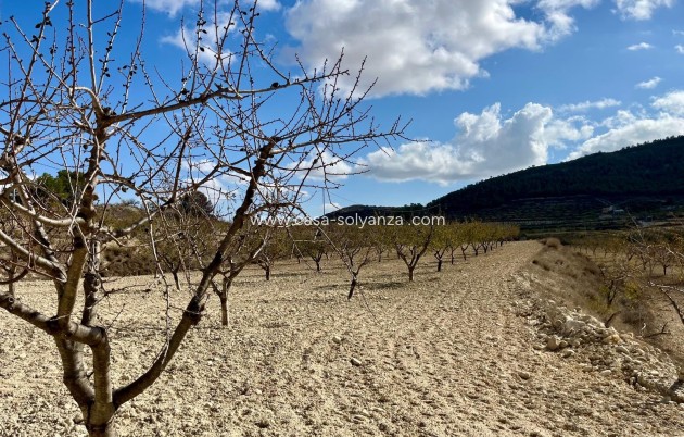 Revente - Land - Bullas - Inland