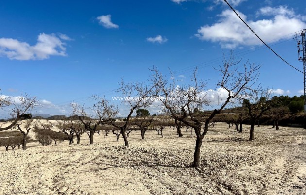 Revente - Land - Bullas - Inland