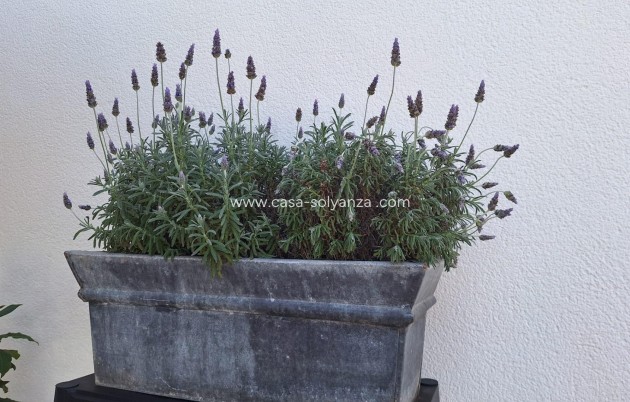 Revente - Villa - Torrevieja - Los Balcones