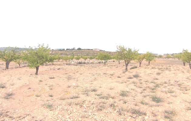 Wiederverkauf - Land - Pinoso - Inland