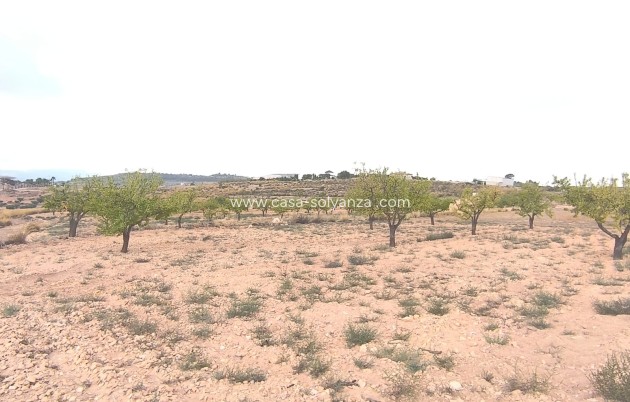 Wiederverkauf - Land - Pinoso - Inland