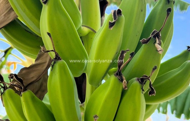 Revente - Villa - Los Urrutias - Costa Calida