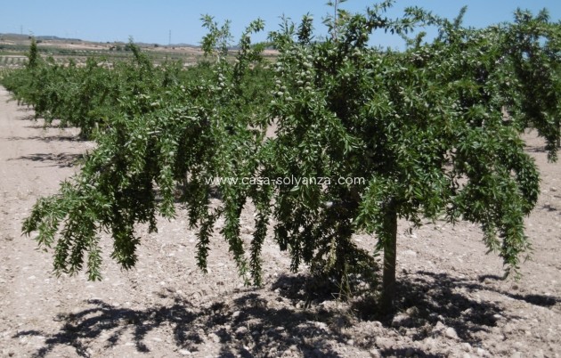 Revente - Land - Yecla - Inland