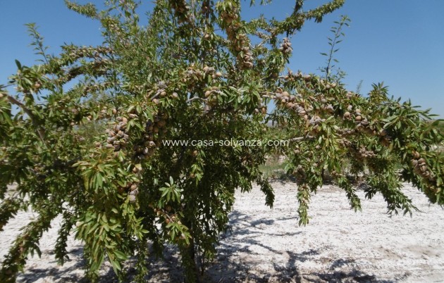 Revente - Land - Yecla - Inland