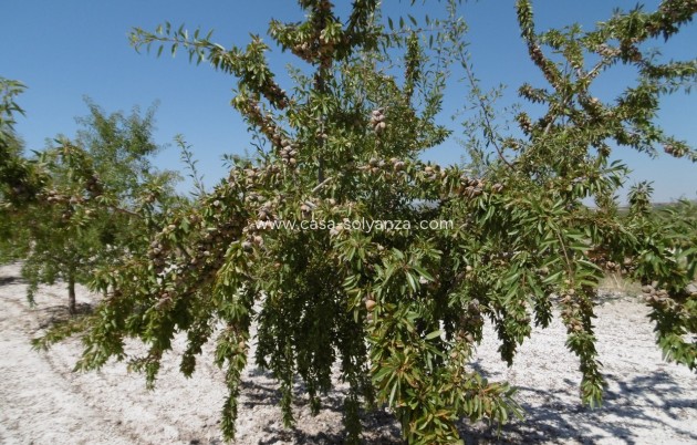 Revente - Land - Yecla - Inland