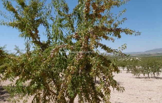 Revente - Land - Yecla - Inland