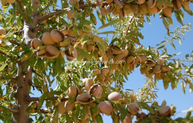 Revente - Land - Yecla - Inland