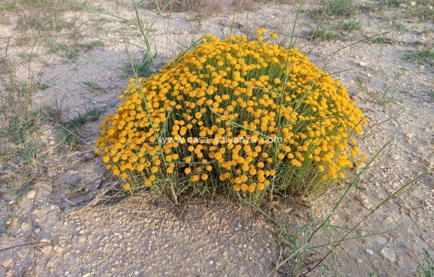 Revente - Country Property/Finca - Yecla - Inland