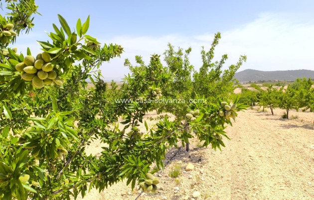 Wiederverkauf - Land - Pinoso - Inland