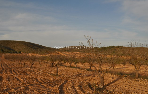 Wiederverkauf - Land - Abanilla - Inland