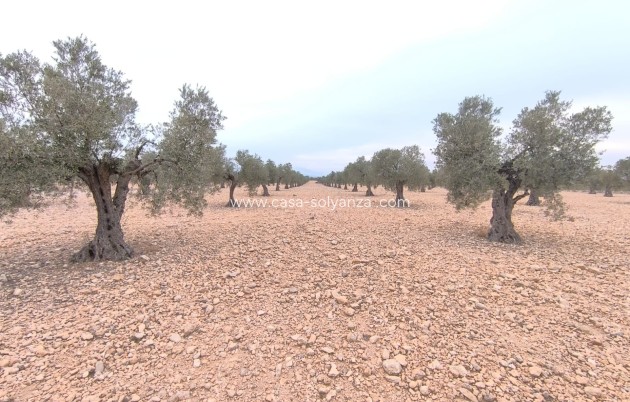 Revente - Land - Yecla - Inland