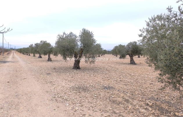 Revente - Land - Yecla - Inland