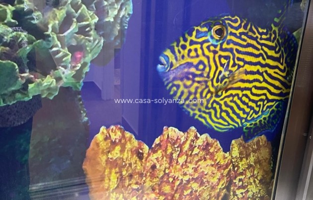 Revente - Villa - San Miguel de Salinas - Altos De San Miguel