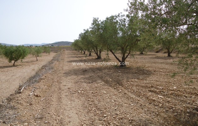 Revente - Land - Canada del Trigo - Inland