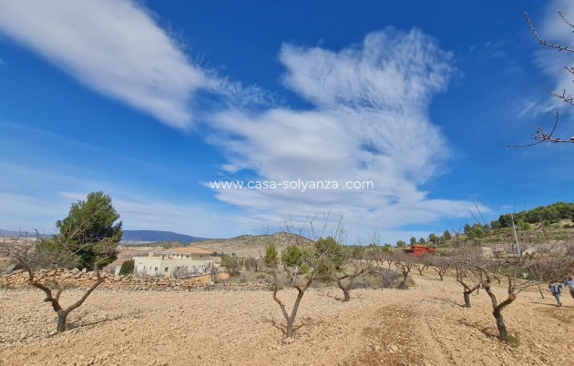 Wiederverkauf - Land - Pinoso - Inland