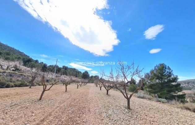 Wiederverkauf - Land - Pinoso - Inland