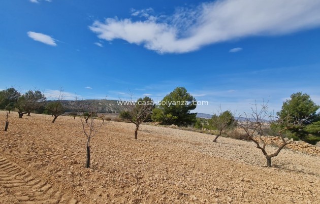 Wiederverkauf - Land - Pinoso - Inland