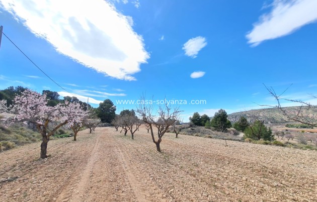 Wiederverkauf - Land - Pinoso - Inland