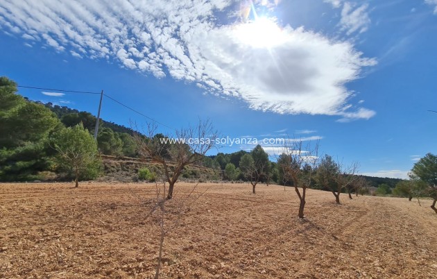 Wiederverkauf - Land - Pinoso - Inland