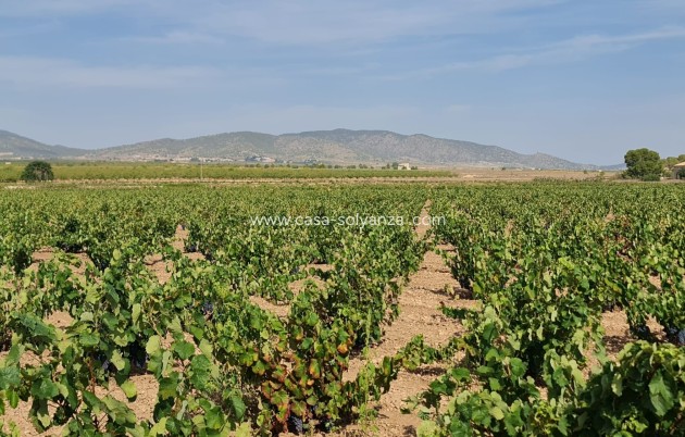 Revente - Land - Pinoso - Inland