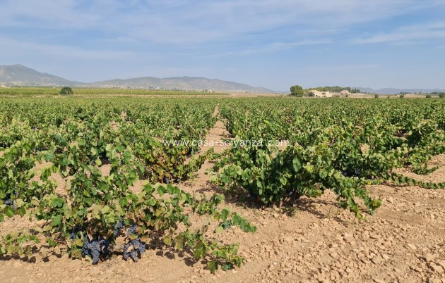 Revente - Land - Pinoso - Inland