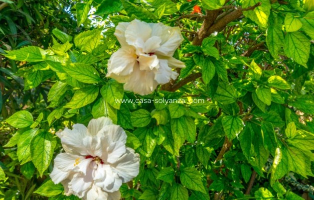 Revente - Bungalow - Torrevieja - Costa Blanca