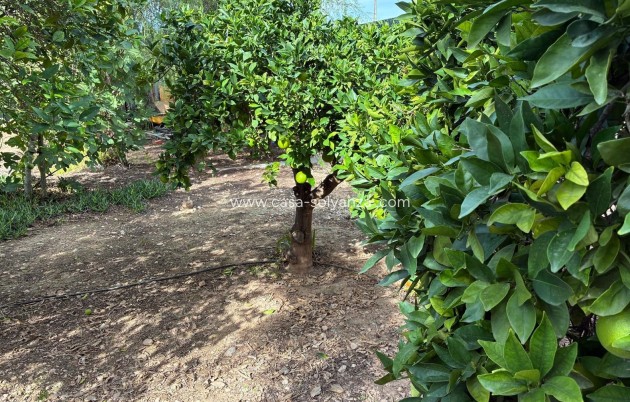 Revente - Villa - Crevillente - Crevillent