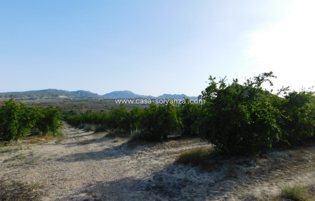 Wiederverkauf - Land - Torremendo