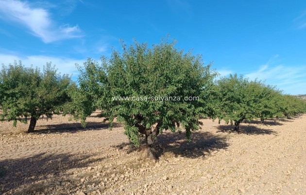 Revente - Land - Yecla - Inland