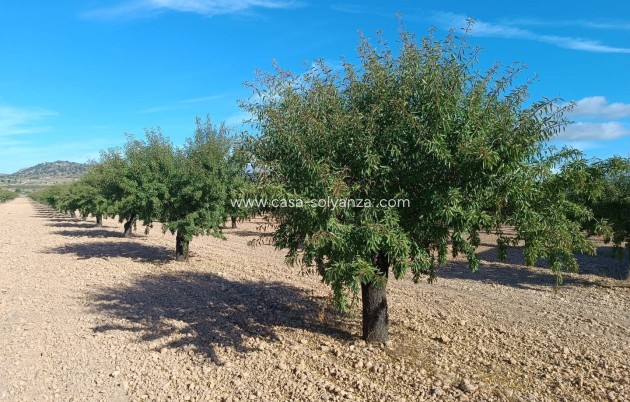 Revente - Land - Yecla - Inland
