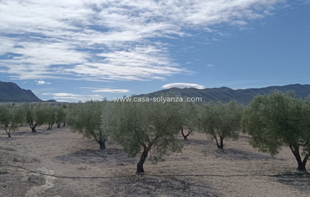 Revente - Land - Salinas - Inland