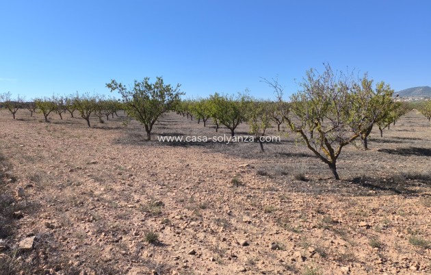 Revente - Land - Pinoso - Inland