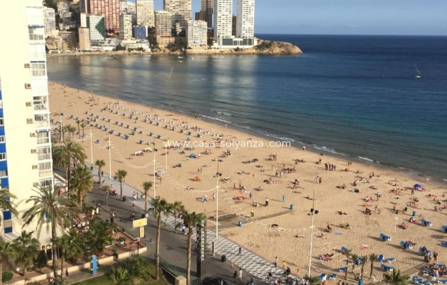 Herverkoop - Appartement / flat - Benidorm - Costa Blanca