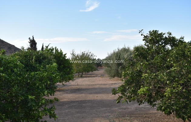 Revente - Country Property/Finca - Torre Pacheco - Dolores De Pacheco