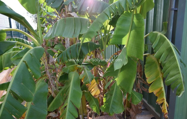 Revente - Country Property/Finca - Torre Pacheco - Dolores De Pacheco