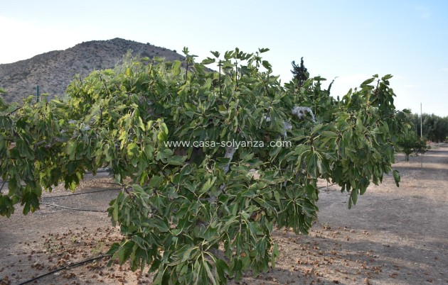 Revente - Country Property/Finca - Torre Pacheco - Dolores De Pacheco