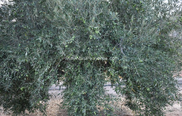 Revente - Country Property/Finca - Torre Pacheco - Dolores De Pacheco