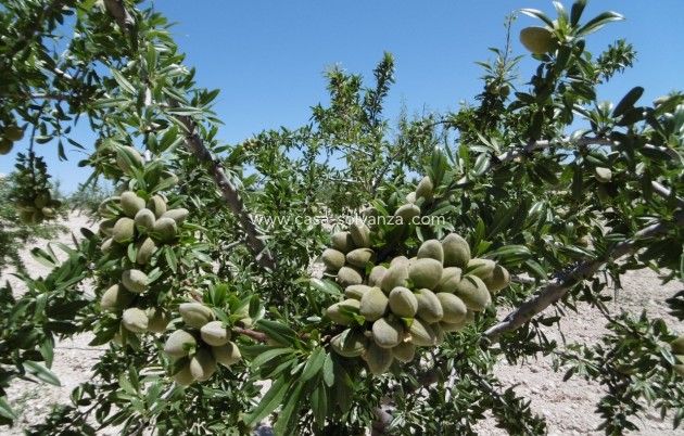 Revente - Land - Yecla - Inland