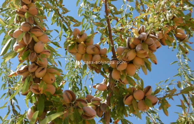Revente - Land - Yecla - Inland