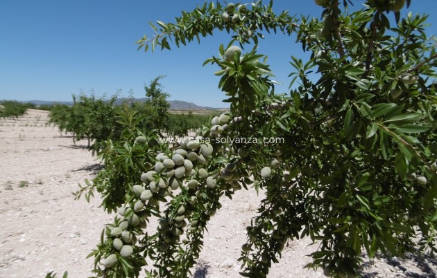 Revente - Land - Yecla - Inland