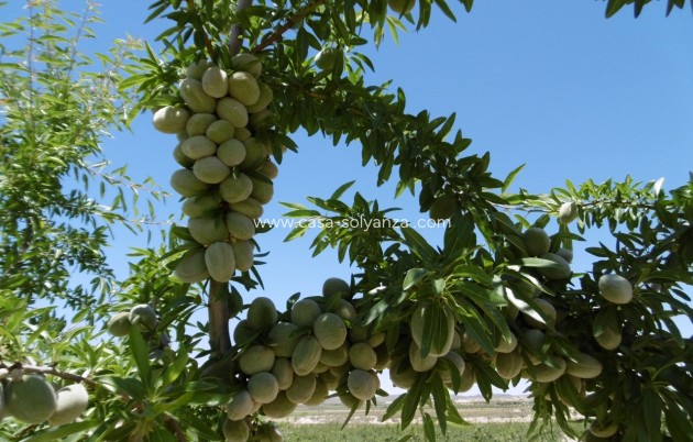 Revente - Land - Yecla - Inland