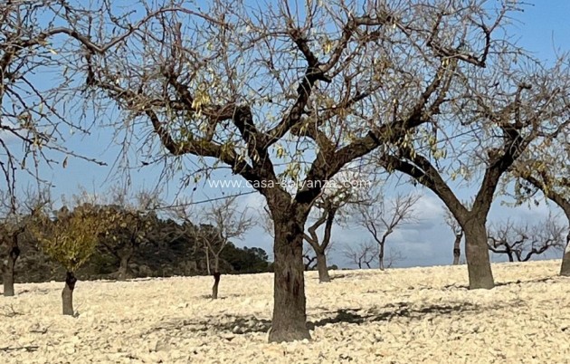 Revente - Land - Bullas - Inland