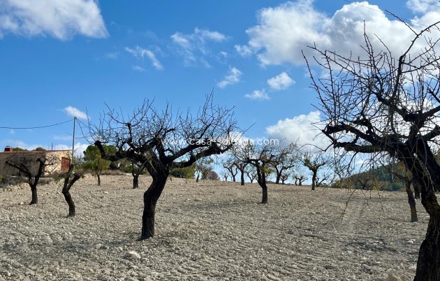 Revente - Land - Bullas - Inland