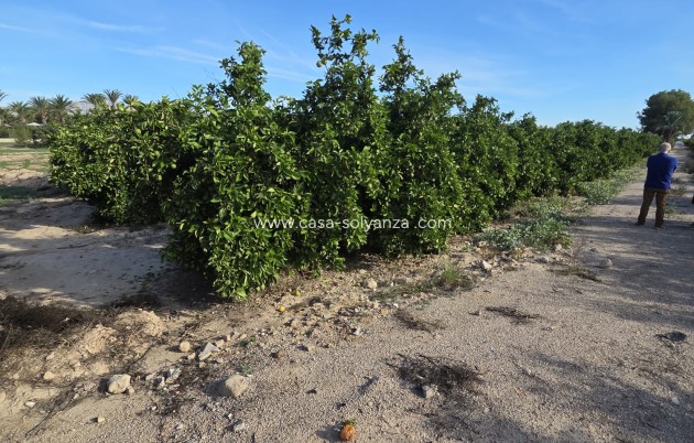 Reventa - Country Property/Finca - Albatera