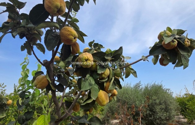 Revente - Land - San Isidro