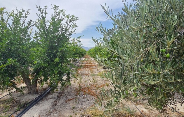 Revente - Land - San Isidro