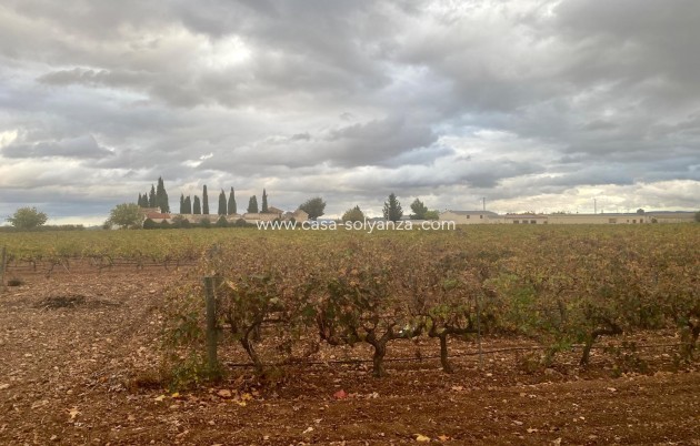 Wiederverkauf - wine cellar - Albacete